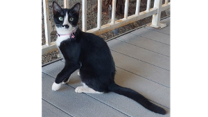 Lost Pet: Miss Stache (Twilight)