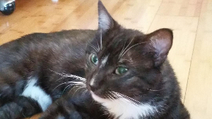 Lost Pet: Gato Del Noche