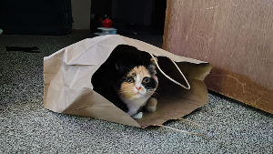 Lost Pet: Pumpkin