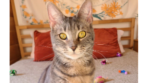 Lost Pet: Freya