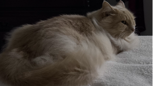 Lost Pet: Louie