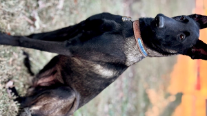 Lost Pet: Saga