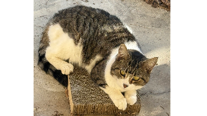 Lost Pet: Ham Sandwich