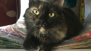 Lost Pet: JuJu Sunflower (AC)