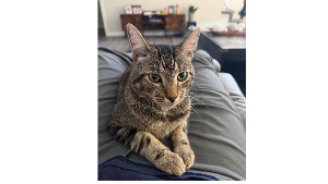 Lost Pet: Bubbie