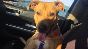 Lost Pet: loki emerson jones