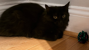 Lost Pet: Chili
