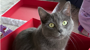 Lost Pet: Willow