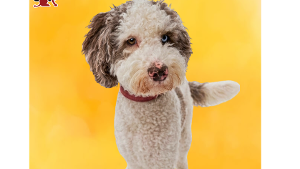 Lost Pet: Auggie Harris