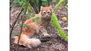 Lost Pet: Nuvolo