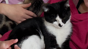 Lost Pet: Oreo