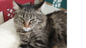 Lost Pet: Pella