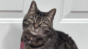 Lost Pet: Cathy