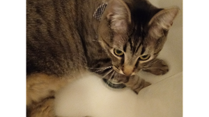 Lost Pet: Fang Erickson