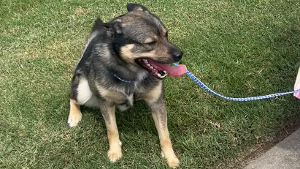 Lost Pet: Rocky