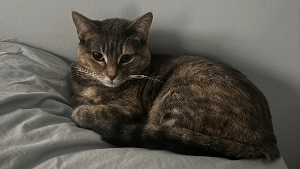 Lost Pet: Luna