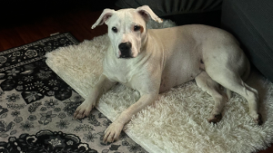 Lost Pet: Athena