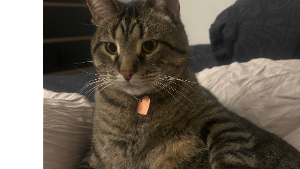 Lost Pet: Lucifer