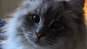 Lost Pet: Blu