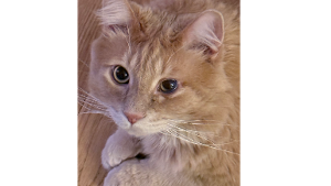 Lost Pet: Churchill