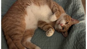 Lost Pet: Milo