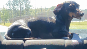 Lost Pet: Smokey Strickland