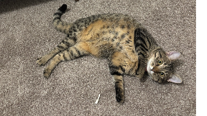 Lost Pet: Scarlett