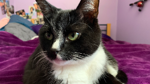 Lost Pet: Tuxedo Mask / Taki