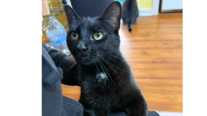 Lost Pet: Wednesday