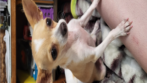 Lost Pet: Mariposa