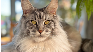 Lost Pet: Zeus