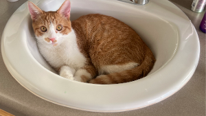 Lost Pet: Ralphie