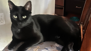 Lost Pet: Poppir