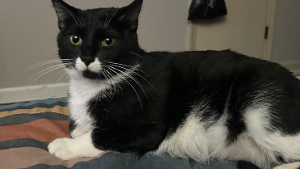 Lost Pet: Onyx