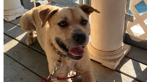 Lost Pet: PEANUT