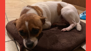 Lost Pet: Oliver