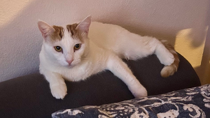 Lost Pet: Yuki