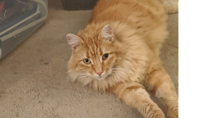 Lost Pet: Ozy