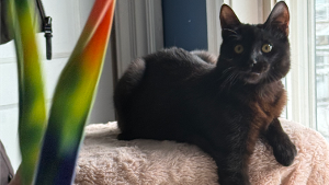 Lost Pet: Alice