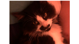 Lost Pet: Binx
