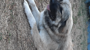 Lost Pet: Tara