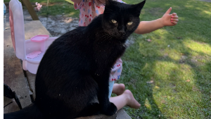 Lost Pet: Moochi Adams