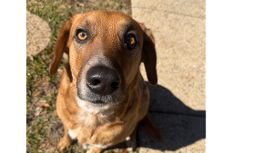 Lost Pet: JERU