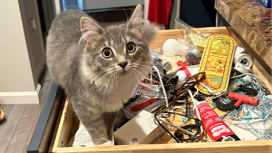 Lost Pet: Dude