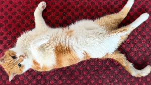 Lost Pet: Rocky Rockstar