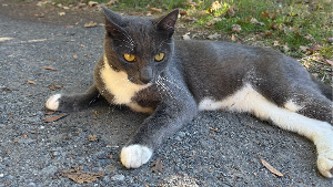 Lost Pet: Botas 981020053833849