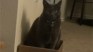 Lost Pet: Iris