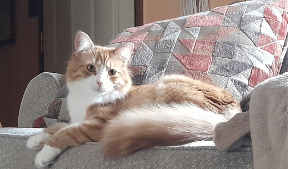Lost Pet: Molly