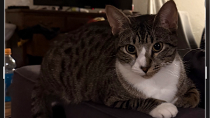 Lost Pet: Sasha