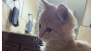 Lost Pet: Bonny